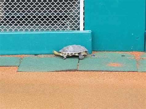 家門口出現烏龜